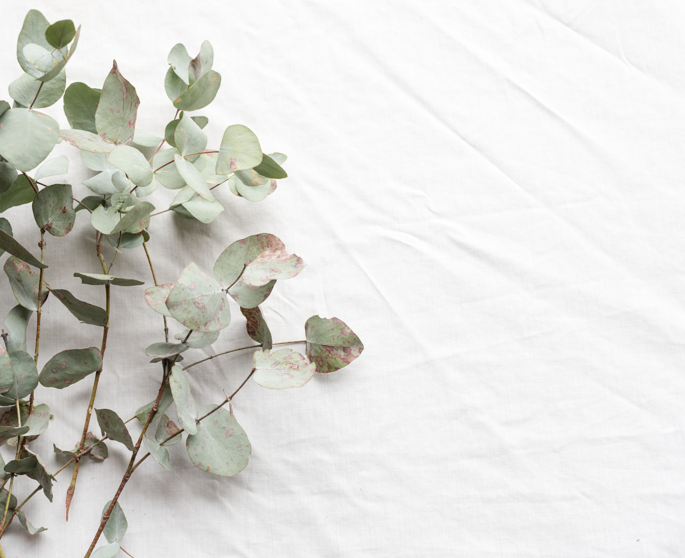 Eucalyptus leaves on white tablecloth